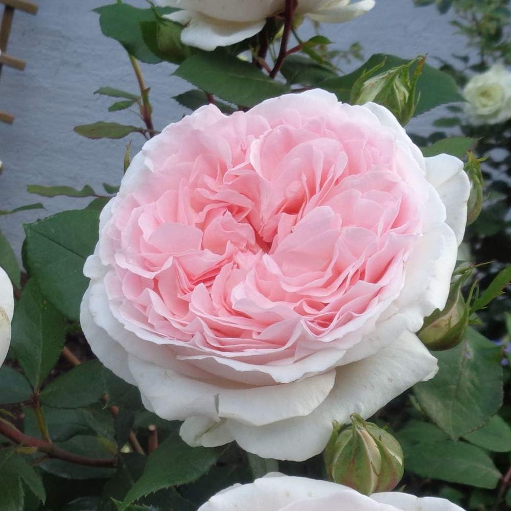 信州産ニゲラ・矢車草・おまけの金梅草 ヤグルマギクとニゲラ｜園芸